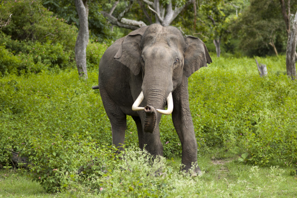 Elephas Maximus - India's predominant elephant species. 