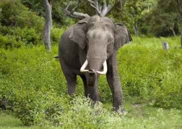 Eradicating the elephants