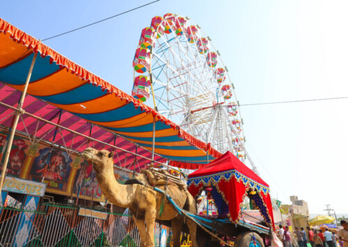 The international camel festival in Bikaner