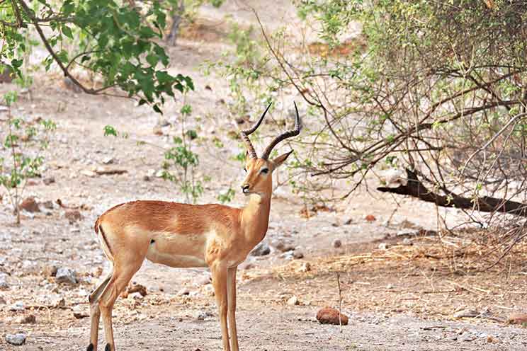 A male Impala, a very common type of antelope in southern and eastern Africa