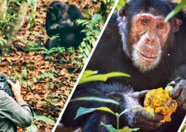 Chimpanzee Safari