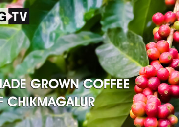 Shade grown coffee in Chikmagalur