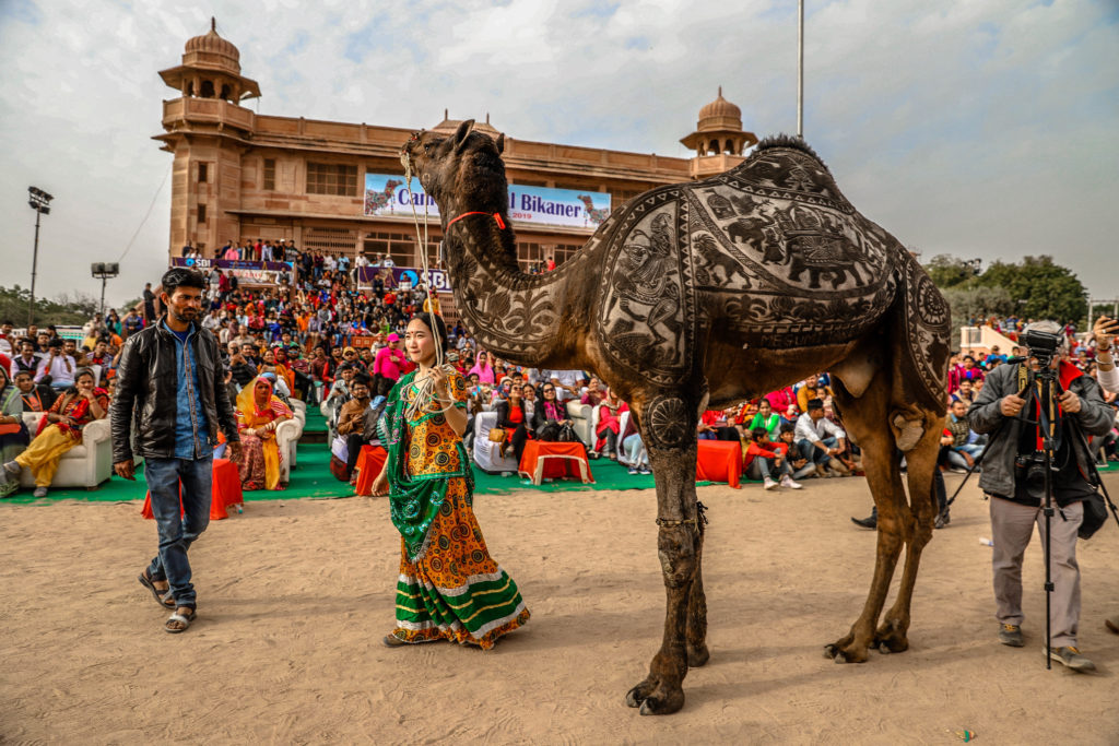 Explore The Bikaner Camel Festival 2024 How to Visit