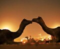 Un enriquecedor viaje a Pushkar