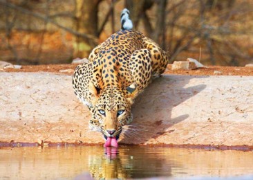 Jaipur et ses « léopards des villes »