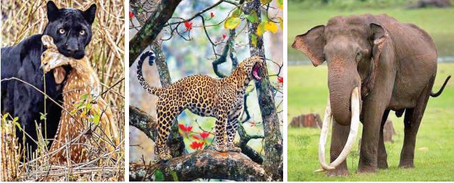 Images de Wild Karnataka : le « fantôme noir » de Kabini ; un léopard en pleine séance d’ étirements ; « Mr Kabini », célèbre tusker de Kabini