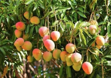 A summer of mango tourism