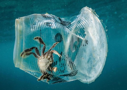 Battling the single-use plastic epidemic