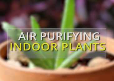 Five indoor plants that purify air
