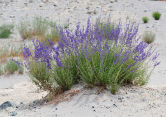 Himachal farmers switch to aromatic plants