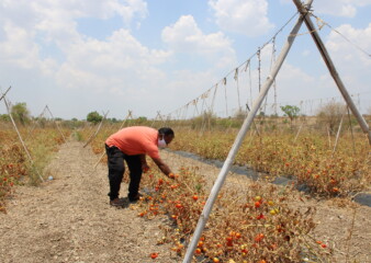 Indian farmers to be doubly hit by Covid19