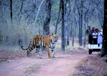 International Tiger Day: Five must visit Tiger Reserves in India