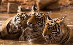 global tiger day