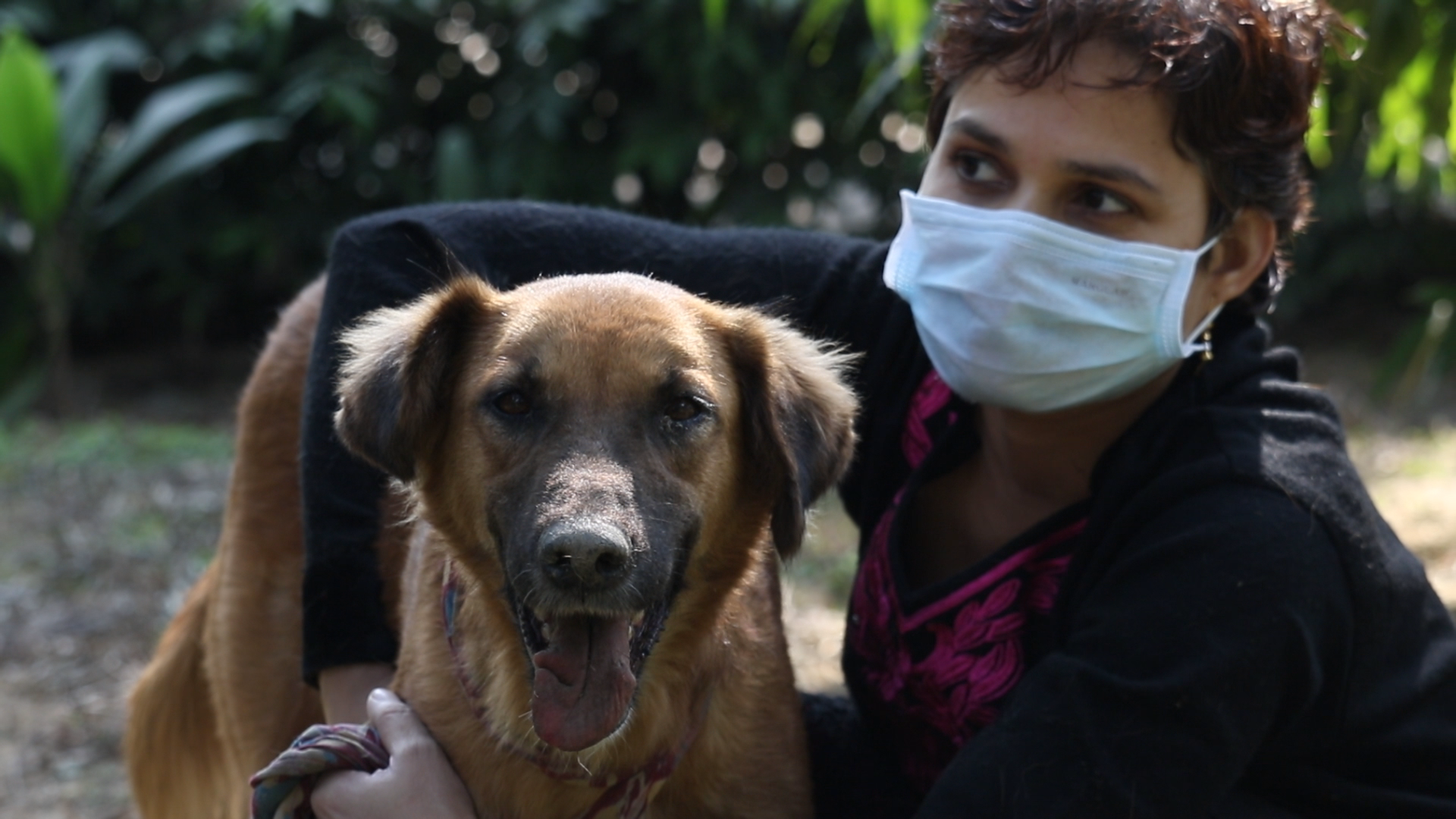 Covid-19 bites stray dogs in India hard - Media India Group
