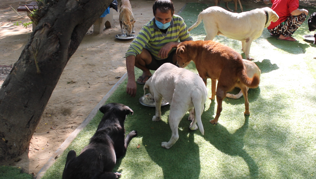 Covid-19 bites stray dogs in India hard - Media India Group