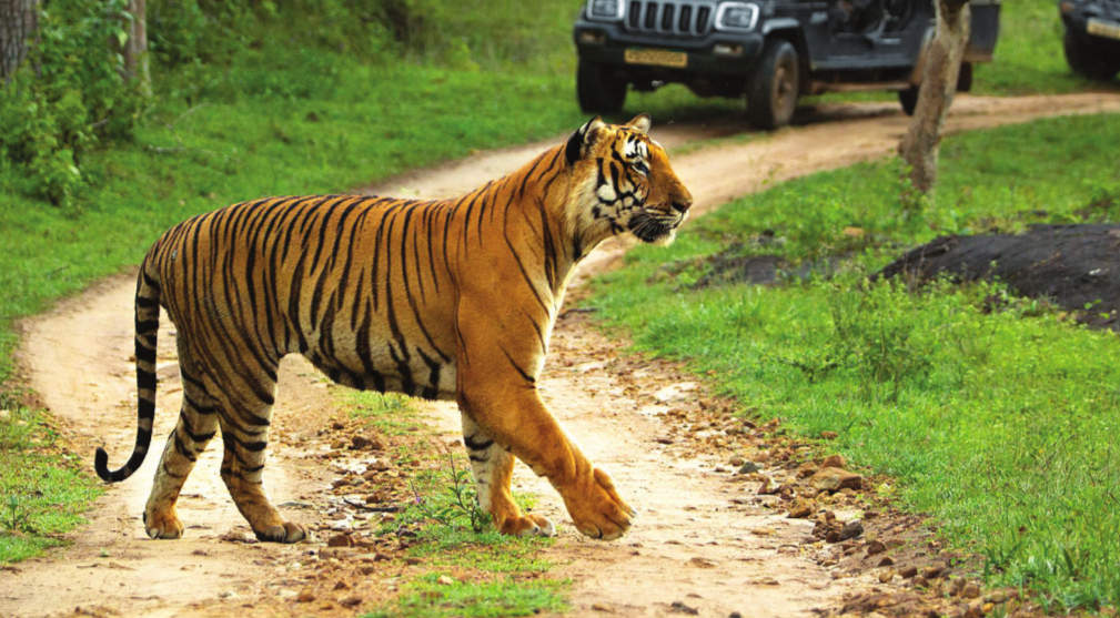 International Tiger Day: Human animal conflict could derail Indian success  story - Media India Group