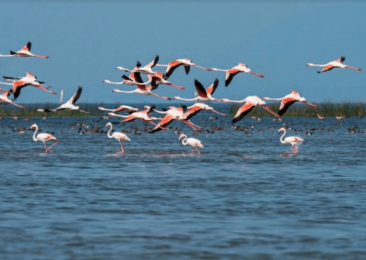 Best lakes in India for birding enthusiasts