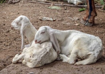 Eid al Adha: Economic crisis, inflation diminishes appetite for goats