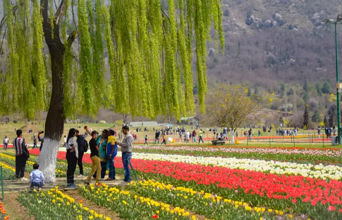 Tulip Gardens of Kashmir: A Riot of Colours