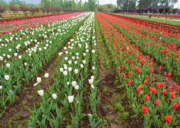 Tulip Gardens of Kashmir: A Riot of Colours