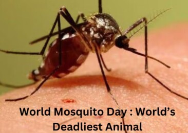World Mosquito Day : World’s Deadliest Animal