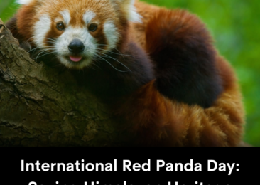 International Red Panda Day: Saving Himalayan Heritage