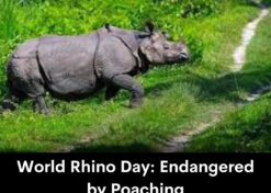 World Rhino Day: Endangered by Poaching