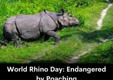 World Rhino Day: Endangered by Poaching