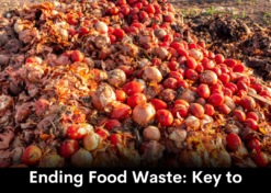 Ending Food Waste: Key to tackling hunger