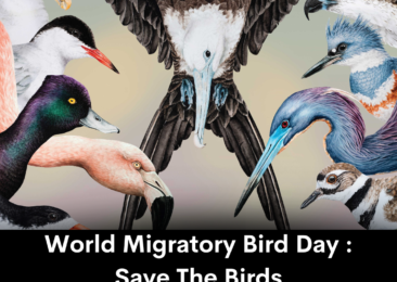 World Migratory Bird Day : Save The Birds
