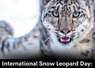 International Snow Leopard Day: Protecting Himalayan Ghosts