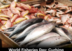 World Fisheries Day: Curbing Overfishing & Bycatch
