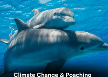 Climate Change & Poaching Fuelling Extinction