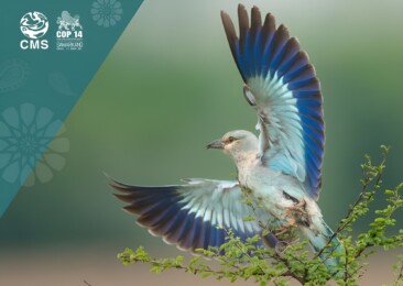 CMSCOP14: Birdwatching can help humans cope with climate change