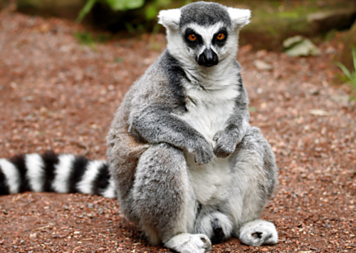 University of Glasgow ties up with Blair Drummond Safari Park to study Lemur behaviour