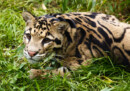 Clouded leopards face uphill battle for survival