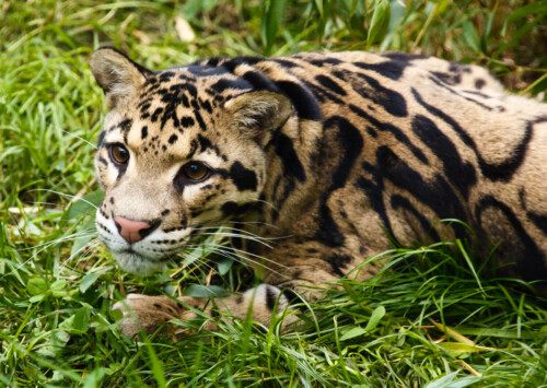 Clouded leopards face uphill battle for survival