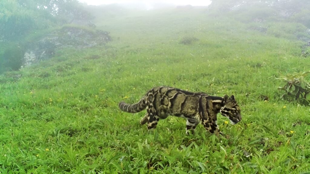 Rare clouded leopard spotted in Nagaland mountains (Photo WPSI/Thanamir Village)