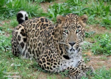Alarming surge in leopard attacks in Kashmir valley