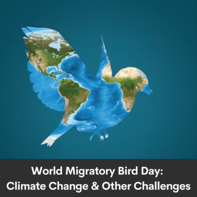 World Migratory Bird Day: Climate Change & Other Challenges