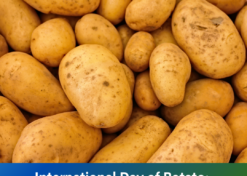International Day of Potato: World’s Staple Food