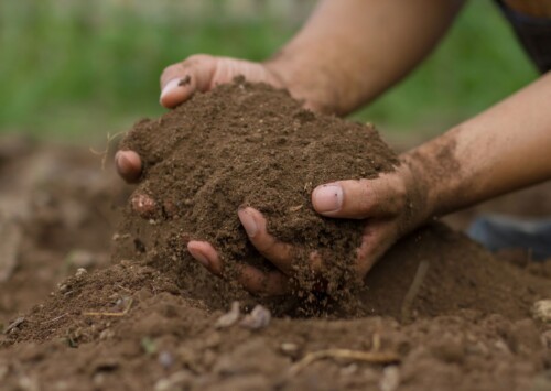 UNESCO raises global alarm on the rapid degradation of soils