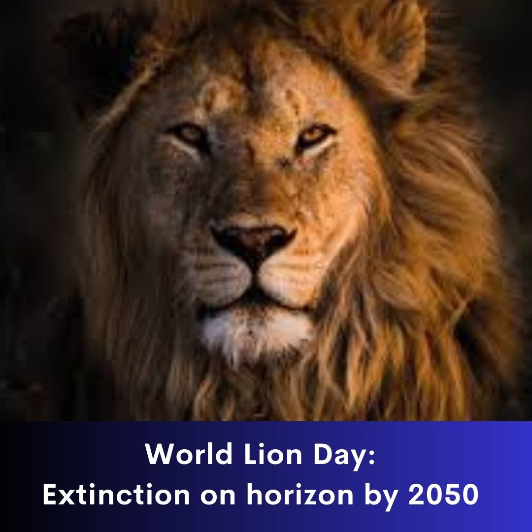 World Lion Day: Extinction on horizon by 2050 - Media India Group