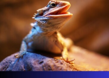 World Lizard Day