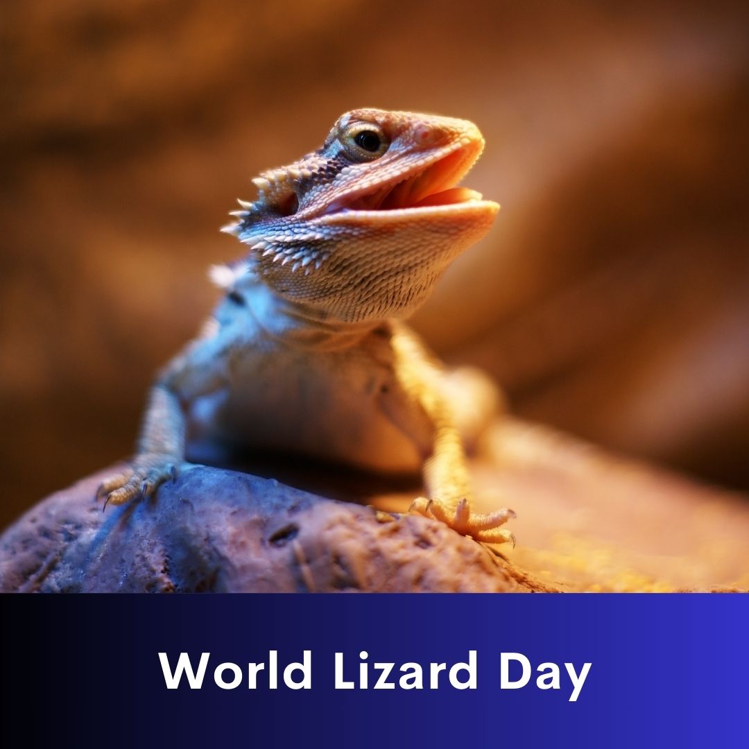 World Lizard Day - Media India Group