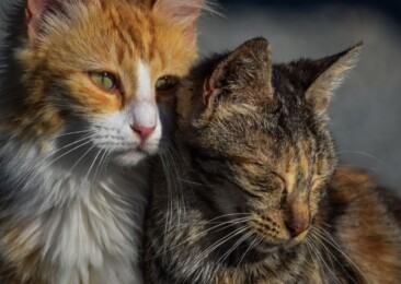 International Homeless Animals Day