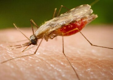 World Mosquito Day: Deadly Disease Distributor