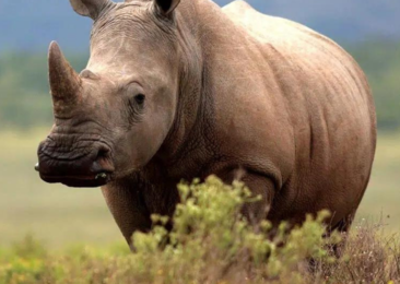World Rhino Day