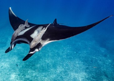 World Manta Ray Day: Endangered with Extinction