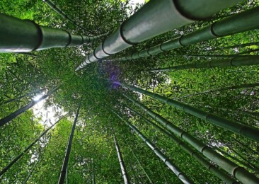 World Bamboo Day:  A Magic Plant